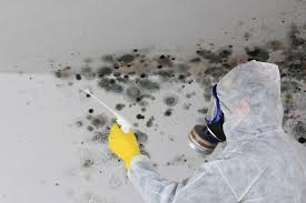 Professional Mold Removal & Remediation in Bayview, CA